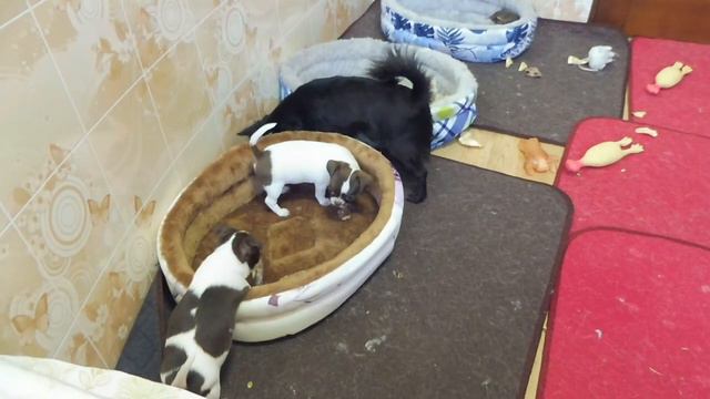 #ПРОДАЮЩЕНКОВЧИХУА#ЩЕНКИЧИХУА 53 ДНЯ#КУПЛЮЧИХУАПРОДАМ#МАРИМИСТИКПИТОМНИКРКФ#ШОКОЛАДНОБЕЛЫЕЩЕНКИЧИХУ смотреть онлайн