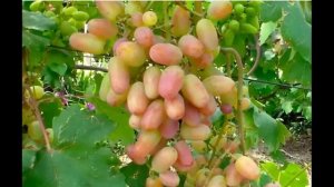 сорт винограда Виктор - Особенности винограда