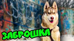 ЗАБРОШКА Я УПАЛ С ПОЛОСЫ ПРЕПЯТСТВИЙ (Хаски Бублик) Говорящая собака