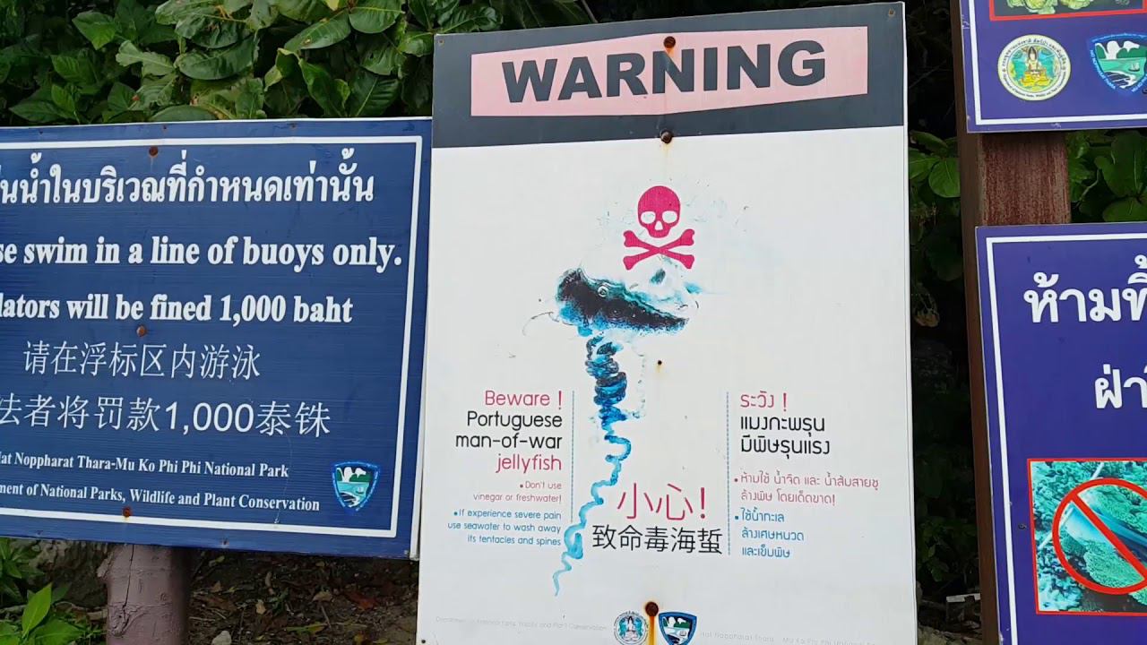 Rules of conduct on the islands of Thailand смотреть онлайн
