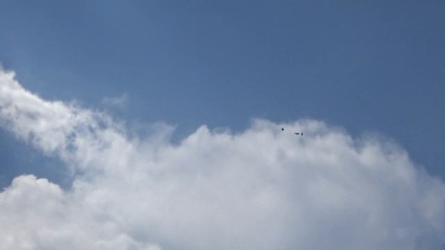 Cерпастые голуби 19.06.23г.Жара +25 гоняем. смотреть онлайн