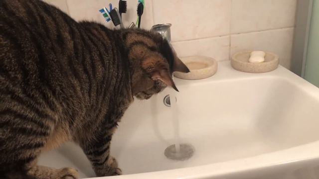 Cat touch water / Кошка трогает воду смотреть онлайн