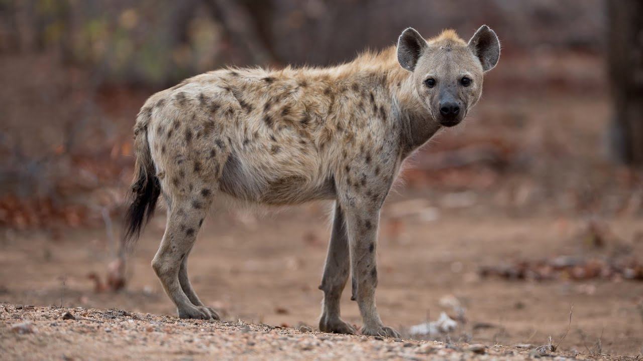 ИНТЕРЕСНЫЙ ЗВЕРЬ: ГИЕНА