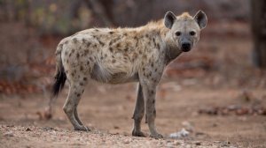 ИНТЕРЕСНЫЙ ЗВЕРЬ: ГИЕНА