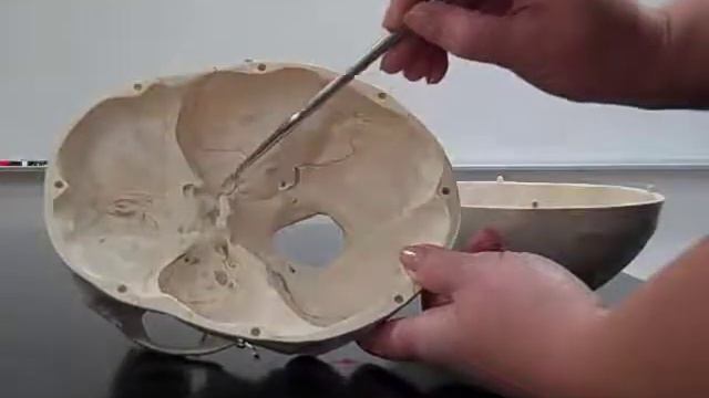 DETAILED SKULL.mp4 смотреть онлайн