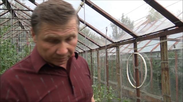 БАКЛАЖАНЫ и ПЕРЦЫ: пора собирать УРОЖАЙ! Искусственное опыление БАКЛАЖАНОВ смотреть онлайн