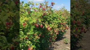 Малина Пшехиба (Przehyba)