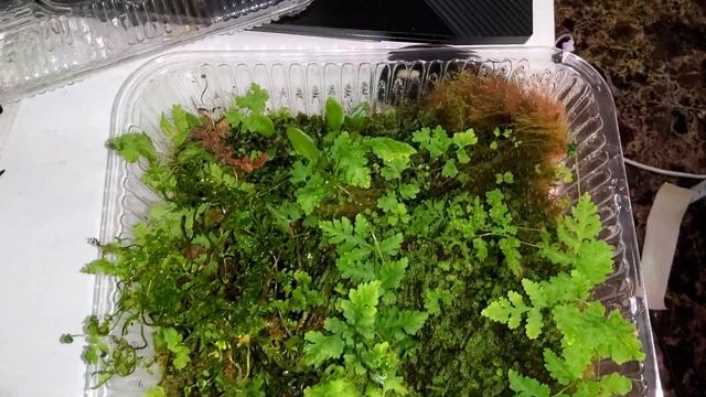 Микросорум Таиландикум