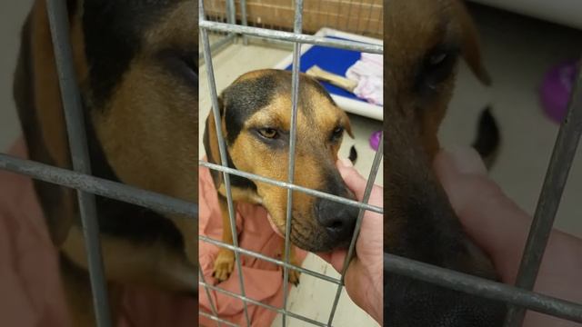 Adler part 1 смотреть онлайн