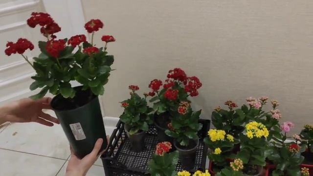 Каланхоэ цветёт. #каланхоэ#домашниецветы#какцвететкаланхоэ смотреть онлайн