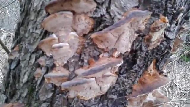 Неопределенные древесные грибы смотреть онлайн