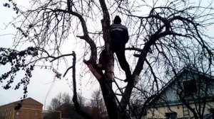 Пилим дерево