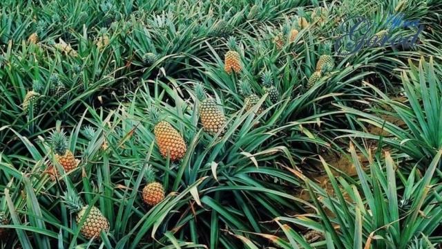 Видоизменения корня. Какими они бывают? Самые необычные видоизменения корня. смотреть онлайн