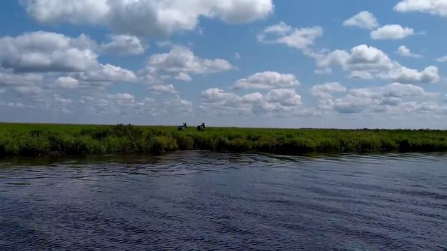 Молодые самки лосей в Болоньском заповеднике смотреть онлайн