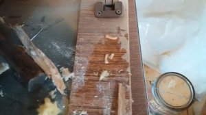 Шашель короед Как избавится