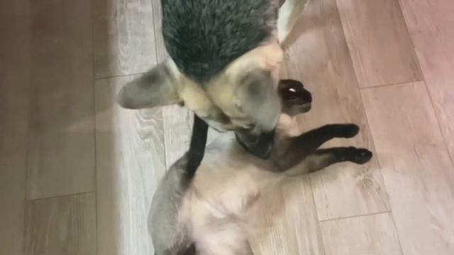 ЛЕНИВЫЙ БОЙ!!! КОМАНДА ОВЧАРКИ И СИАМСКОГО КОТА!!!