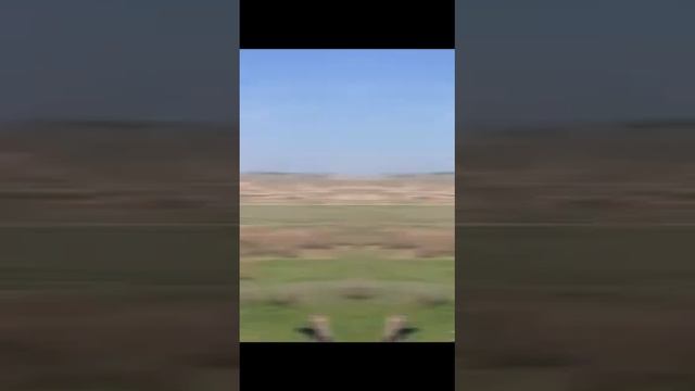 "ZHASYL EL" #50 ом іле ауданы смотреть онлайн