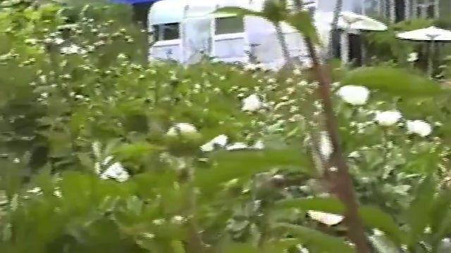 Peonies-The Bee's Knees смотреть онлайн