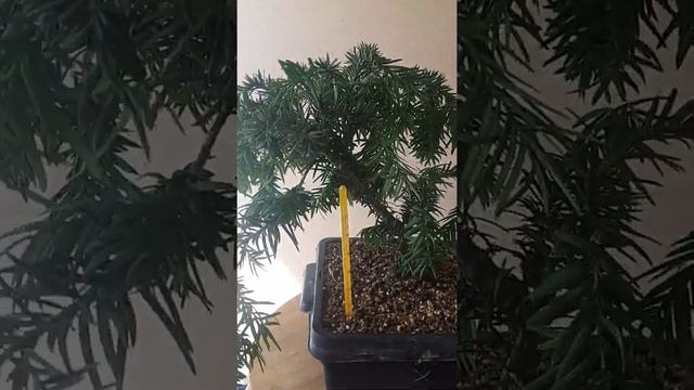 Тис ягодный, форум. смотреть онлайн