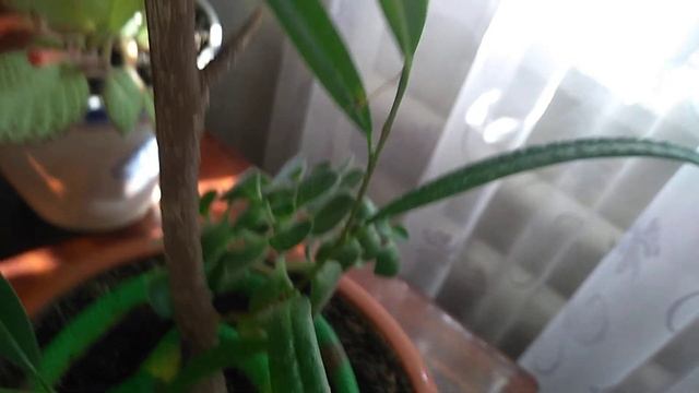 ФИКУС АЛИ И ЩИТОВКА.