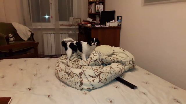 Полуночный ураган. Японский хин Мика смотреть онлайн