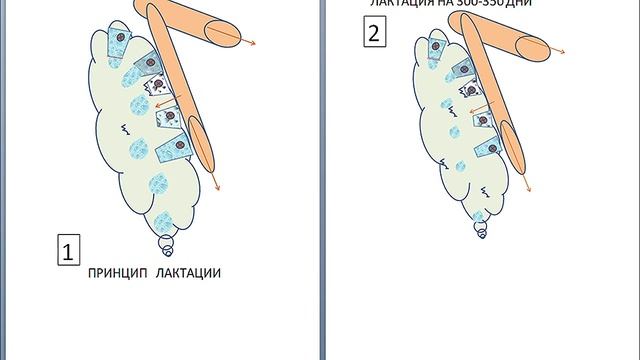 Как продлить лактацию коров на лишние 6 месяцев и более?! смотреть онлайн