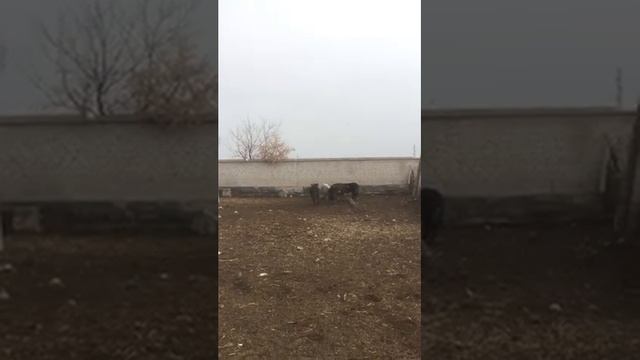 Откорм бычков (доращивание, отправка на пастбище) смотреть онлайн