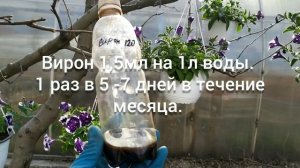 Вирус у петунии. Препарат Вирон - мой опыт и отзыв.