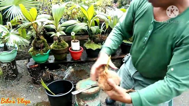 HOW TO GROW BONSAI COCONUT | LONG ROOTS смотреть онлайн