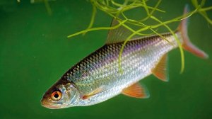 Речные рыбы в аквариуме (2 часть)