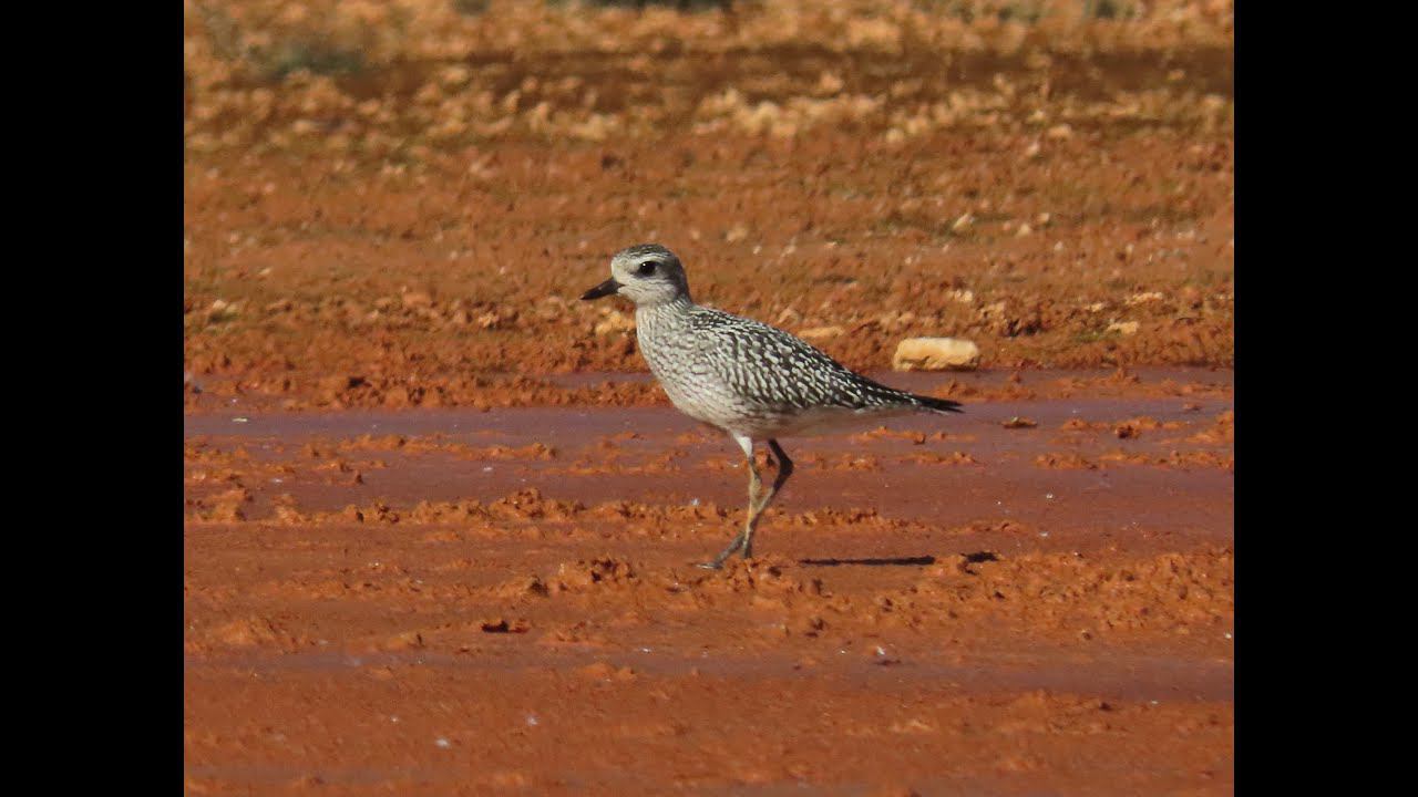 Тулес (Pluvialis squatarola) смотреть онлайн