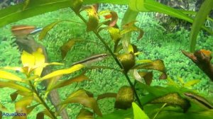 Сиамский водорослеед. О содержании, уходе и размножении.
