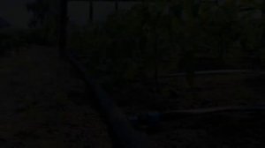 Капельный Полив Для Деревьев