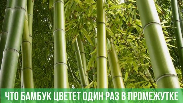 А вы знали как цветет бамбук? смотреть онлайн