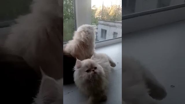 Persian Kittens персидские экстремалы экзоты классические YouTube