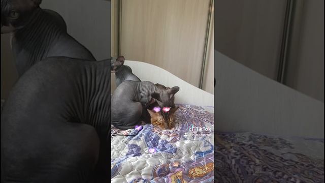 Питомник Голубая Жемчужина смотреть онлайн