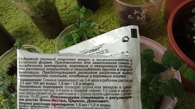 #вегеткачеренкование Сохранение и размножение вегетативной вербены зимой дома.
