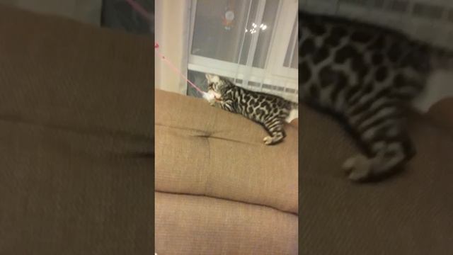 Бенгальский котенок серебро