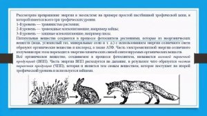 IV четверть, 11 класс, Биология, Экологические пирамиды