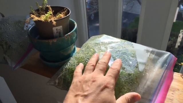 ? How to Grow Sphagnum Moss Easy and Simple Tip смотреть онлайн