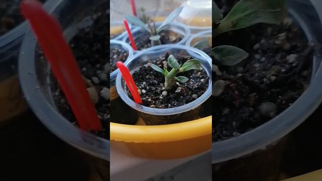 адениум в сибири смотреть онлайн