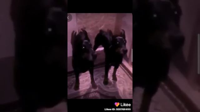 видео про доберманов смотреть онлайн
