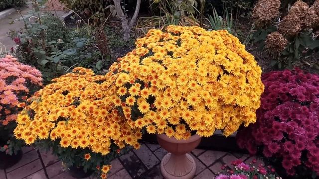 Обзор сортов хризантем мультифлора. Часть 2 смотреть онлайн