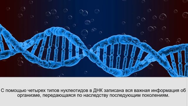 Biology для всех. Молекулы жизни: ДНК, РНК, АТФ, Baranciuc Liudmila смотреть онлайн