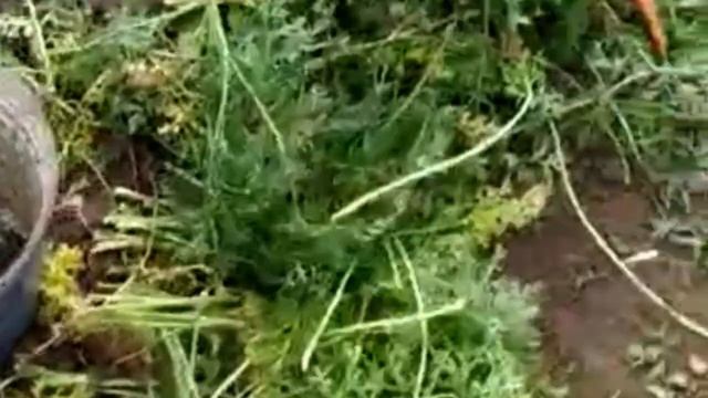 Купить морковь оптом от производителя смотреть онлайн