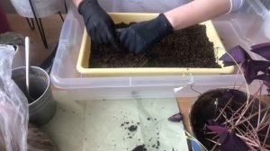 Оксалис или Кислица. Правила пересадки и ухода.