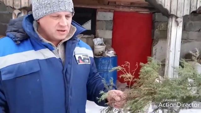 Ветки кроликам смотреть онлайн