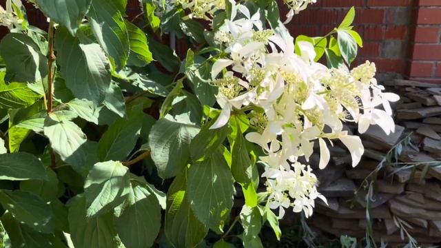 Гортензия метельчатая Грейт Стар (Great Star)