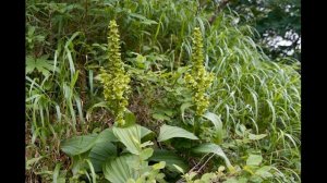 Чемерица Лобеля. Ядовитое растение России.