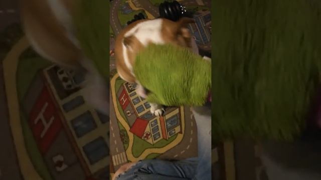 Как помыть собаку? смотреть онлайн